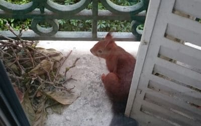 Un nouvel habitant au Castel !!!