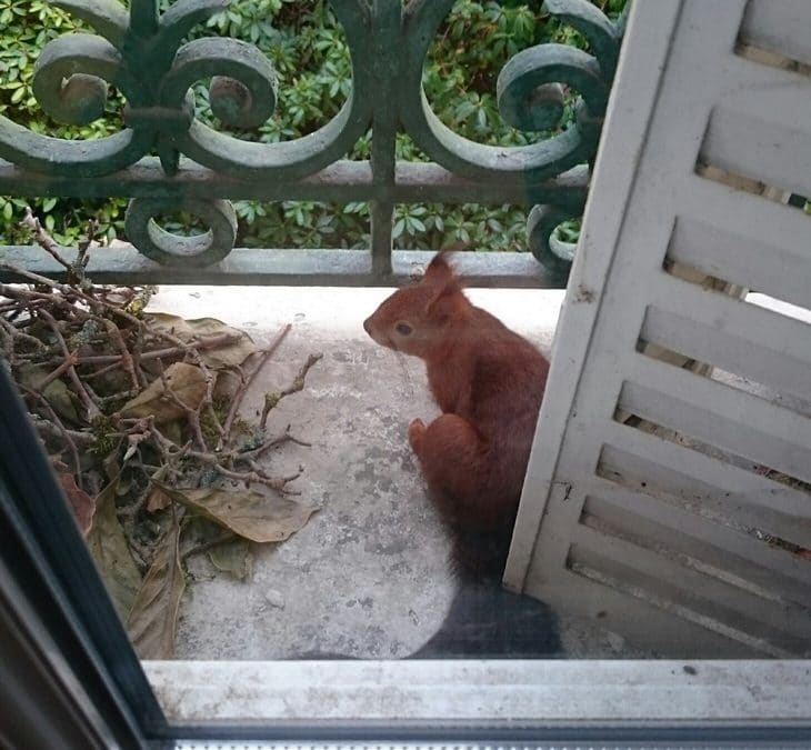 Un nouvel habitant au Castel !!!